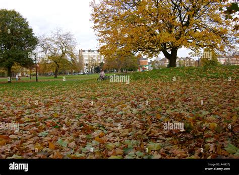 Beautiful Yellow Autumn Leave And Trees In Clapham Common In London