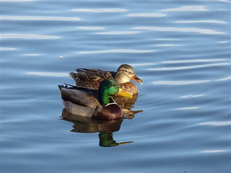 Mallard Duck Couple Swimming By Mcphoto2bug