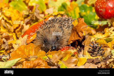 Hedgehog In Autumn Wild Native European Hedgehog In Colourful Autumn