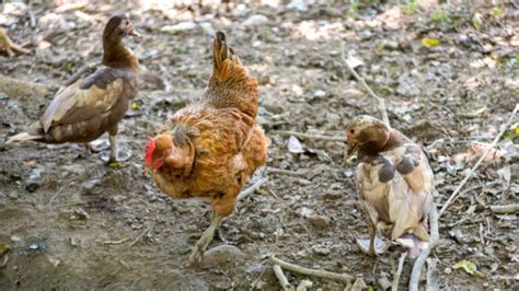 Can Ducks And Chickens Mate All You Need To Know Farm And Chill