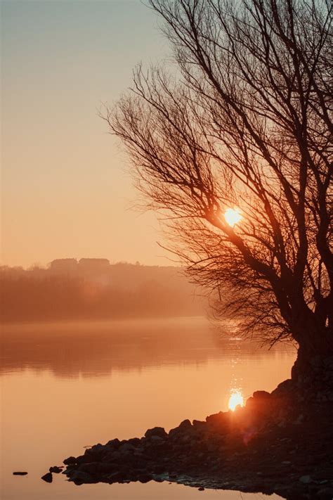 Free Picture River Landscape Sunset Dawn Tree Silhouette Sun