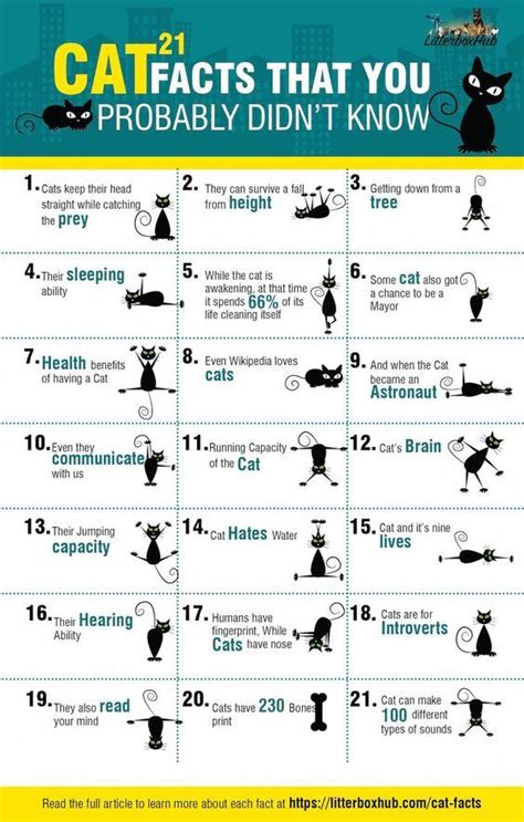 Pin By I Cats On Cats Cat Facts Cat Health Problems Cat Infographic