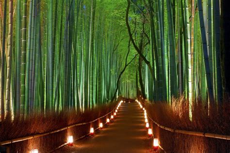 Sagano Bamboo Forest At Night Pics