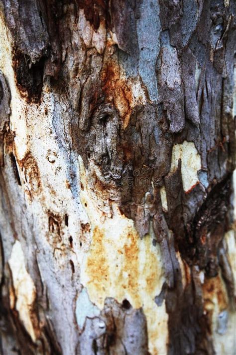 Unusual Wooden Tree Bark Stock Image Image Of Flora 104146959
