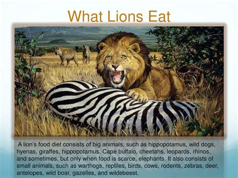 Chain describes the order in which organisms, or living things, depend on each other for food. PPT - Lions PowerPoint Presentation - ID:2695597