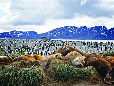 Falkland Islands Cruise And Tours Aurora Expeditions