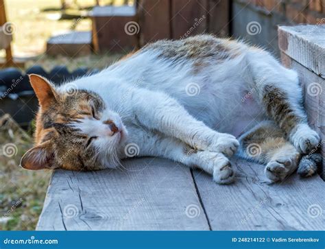 Pregnant Cat Is Sleeping Outdoors On Wooden Boards Stock Photo Image