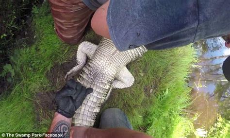 video shows how to tell sex of an alligator daily mail online