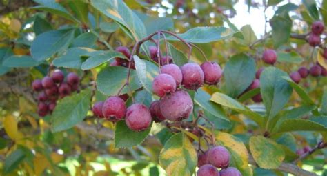 Everything You Need To Know About The Washington Hawthorn Tree 2022