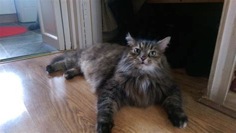Maine coons are the biggest housecat. BEAUTIFUL FEMALE MAINE COON X | Derby, Derbyshire | Pets4Homes