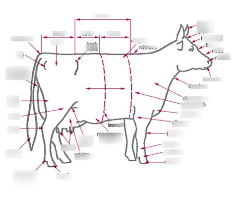 Dairy Cow Body Parts Diagram Quizlet