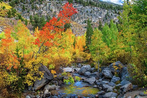 Fall Colors Along Bishop Creek Photograph By Lynn Bauer Fine Art America