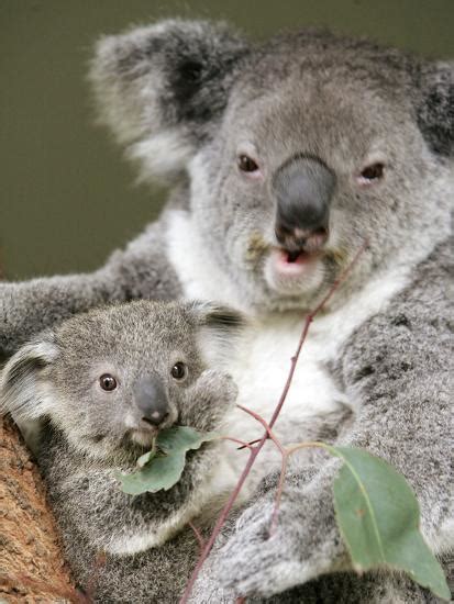 An 8 Month Old Koala Joey Photographic Print