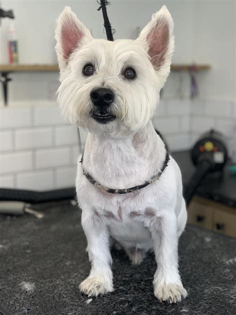 DandyDogz – Spoil Your Furry Friend!