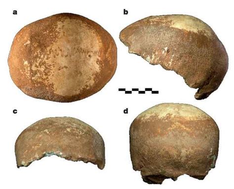 This Skull Might Reveal Where Humans First Had Sex With Neanderthals Neanderthal Human
