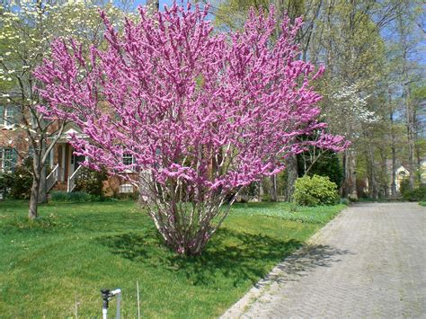 Cercis Chinensis Forest Pansy Along The Driveway Landscape