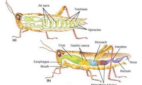 Ovipositor Serangga Adalah Homecare