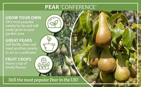 Conference Pear Patio Fruit Tree In A 5l Pot 90 110cm Tall Uk