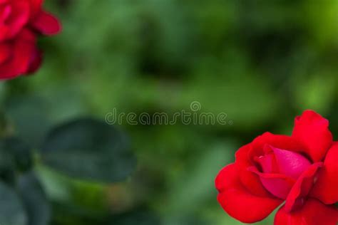 One Big Red Rose Garden Top View Copyspace Stock Photos Free