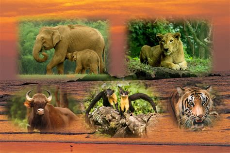Top 170 Wild Animals In Kerala