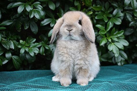 7 Of The Best Pet Rabbit Breeds 7 Of The Best Pet Rabbit Breeds