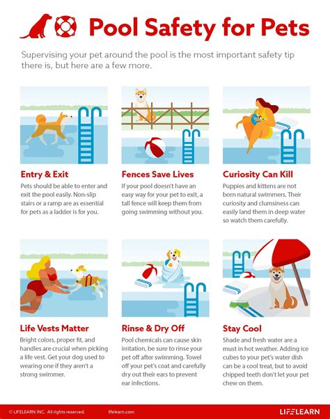 Pool Safety For Pets Old Towne Veterinary Clinic