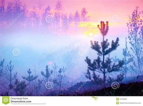 Beautiful Nature Sunrise Foggy Forest Stock Photo Image Of Forest