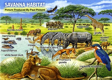 Savanna Biome on emaze