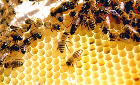 كيف استفيد من خلية النحل