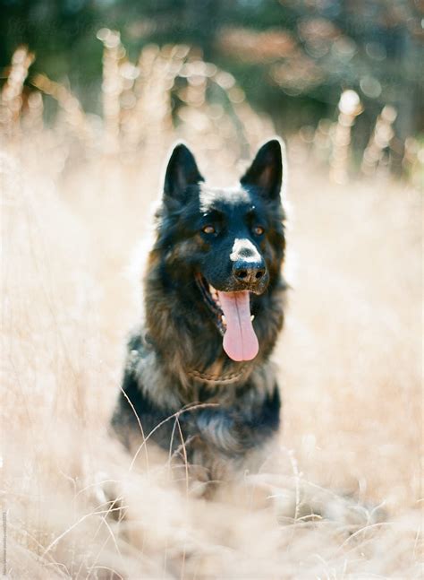 Long Hair Black And Tan German Shepherd Pet Dog In Field Panting By