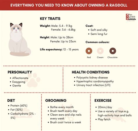 ragdoll cat size chart