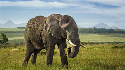 Download Wallpaper 2560x1440 Elephant Tusks Animal Wildlife Grass