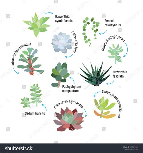 Graphic Set Succulents Isolated Infographic Template Stock Vector