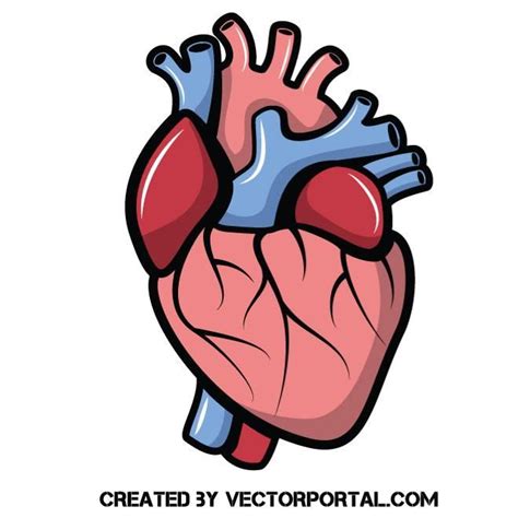 Heart Anatomy Clipart At Getdrawings Free Download