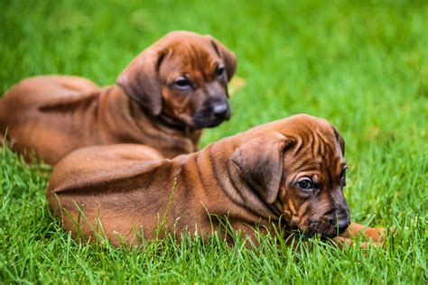 7 Facts About Rhodesian Ridgebacks Greenfield Puppies