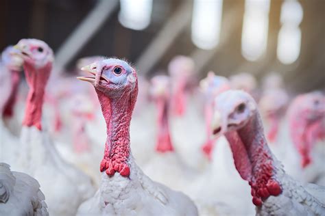 The Evolution Of Turkey Farming Backyard Poultry