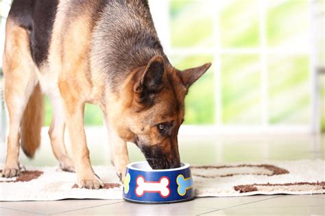Just make sure that you're doing the right things to make sure that they don't get ill from eating it. Best Dog Foods for German Shepherds (& Puppies): 5 TOP ...
