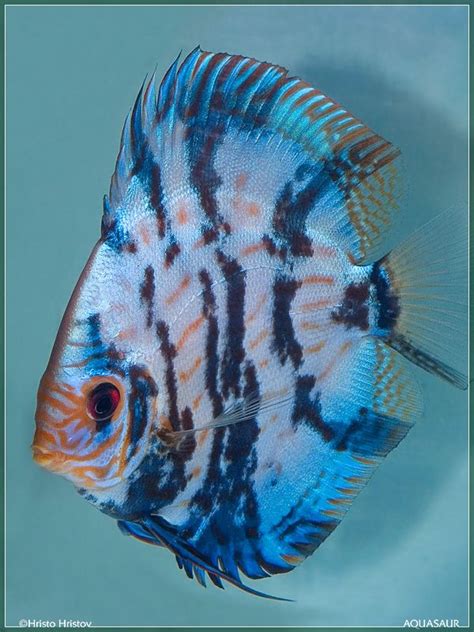 Photo Gallery Of Discus Fish Live Tropical Fish