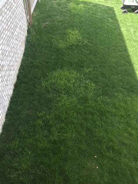 Help Different Colored Patches Of Grass In My Lawn Lawncare