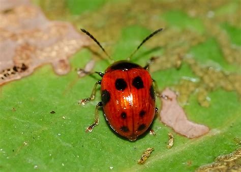 Small 9 Spotted Leaf Beetle Tinosis Decemmaculata