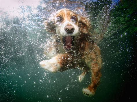 Underwater Dogs Photos Go Viral And Become A Book