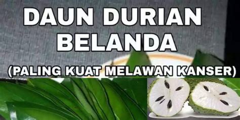 Halo sobat lifestyleone teh oolong merupakan teh yang diolah melalui proses fermentasi. Daun Durian Belanda Paling Kuat Melawan Penyakit Kanser ...