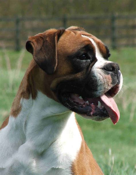 Animals Zoo Park Boxer Pictures And Pics Dogs Most Popular Breeds Us