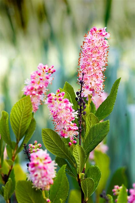 13 Beautiful Blooming Shrubs To Fill Your Garden With Color All Summer