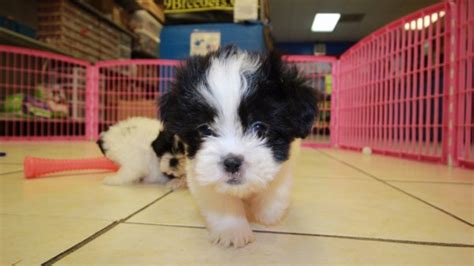 Beautiful Malti Tzu Puppies For Sale In Atlanta Georgia Ga Mix Of