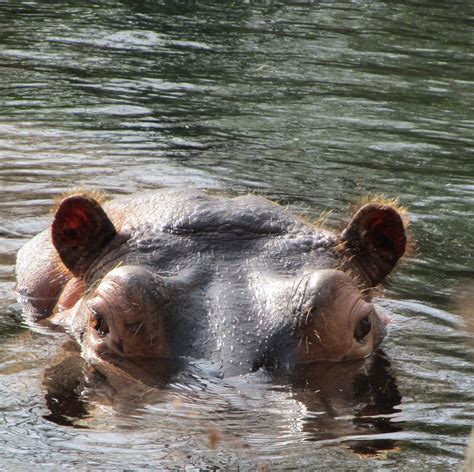 Hippo Free Stock Photo Public Domain Pictures
