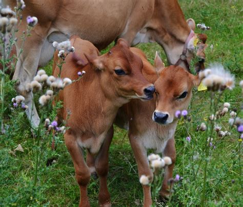 Check out our jersey cow calf selection for the very best in unique or custom, handmade pieces from our shops. animals cows farm calves farming livestock calf cattle ...