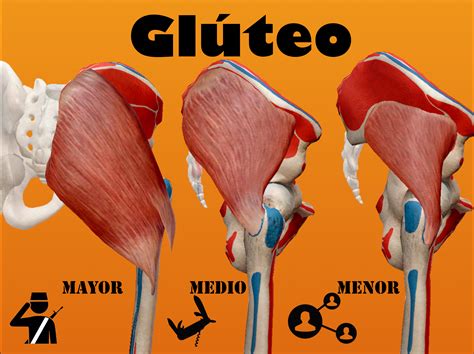 Musculos Do Gluteos Anatomia