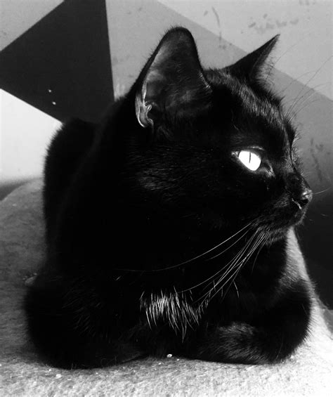 Pin By Schaefdesigns On Black Cats Are Good Luck Cute Cats And Dogs