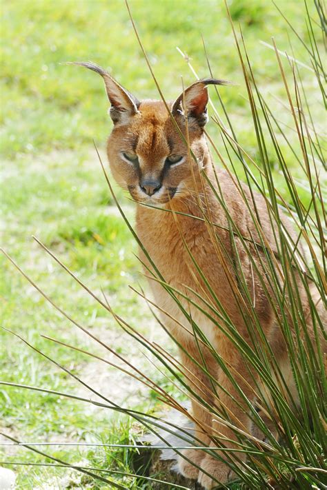 They were put into flocks of pigeons and bet on how many the cat would prey on. caracal-cat - Big Cats India - Customised Tiger Safari in ...
